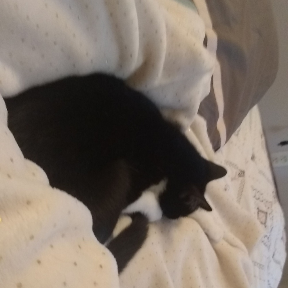 Meet your Posher, Yoallis